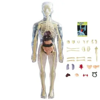 Модель анатомии человека, 3D модель анатомии тела, реалистичная модель человеческого тела для 4 лет, мягкое человеческое тело для научных и образовательных игрушек
